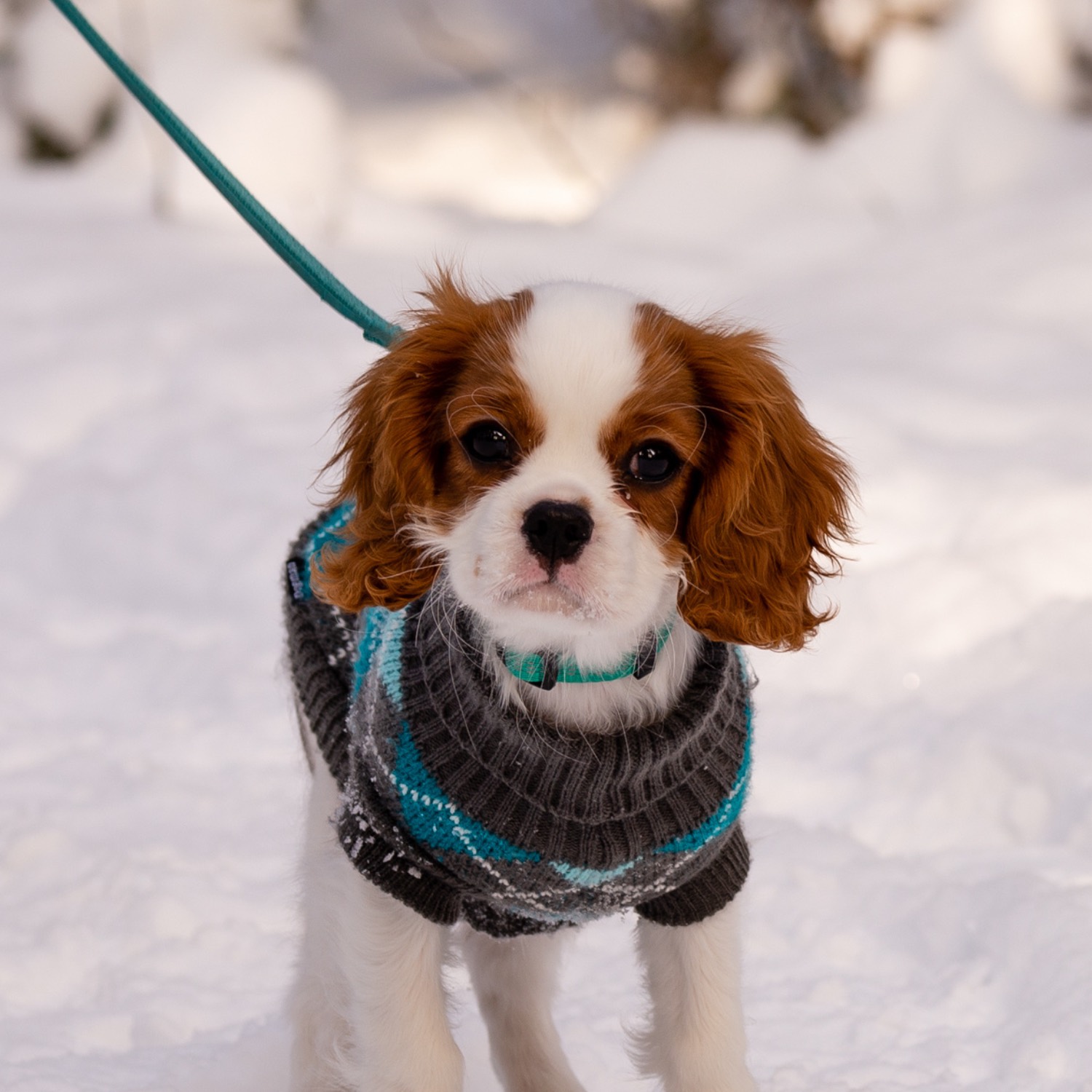 Parent Name, a Cavalier King Charles Spaniel
